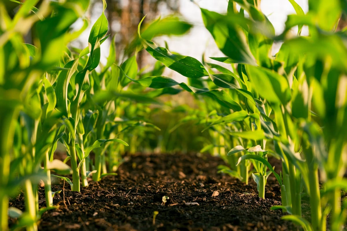 حقل زراعي أخضر - GP Farms
